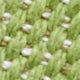 Green Canvas