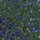 D-Ring Belt in Navy Delta Paisley